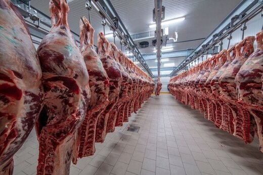 واردات ۲۵۰ هزار تن گوشت + ادعای مهندسی شدن افزایش قیمت گوشت