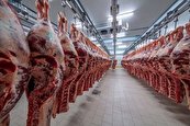 واردات ۲۵۰ هزار تن گوشت + ادعای مهندسی شدن افزایش قیمت گوشت