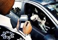 جریمه سگ‌گردانی در خودرو کمتر از هزینه غذای سگ
