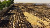 ۸۰ هکتار دسترنج کشاورزان خوزستانی در آتش سوزی‌های سریالی سوخت