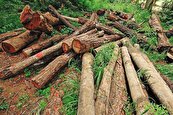 مرگ درختان جنگلی برای زغال گیری