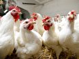 قیمت تمام‌شده مرغ زنده با ارز نیمایی کیلویی ۴۵ هزار تومان است