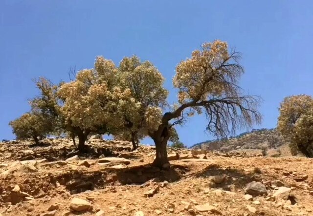 وزیری با کارت زرد مجلس، ‍ بلوط‌هایی که ایستاده مردند و درگیری ۱۰۰ درصدی با آفت در برخی از جنگل‌های بلوط، بیچاره بنر و سو!