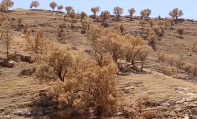 وزیری با کارت زرد مجلس، ‍ بلوط‌هایی که ایستاده مردند و درگیری ۱۰۰ درصدی با آفت در برخی از جنگل‌های بلوط، بیچاره بنر و سو!