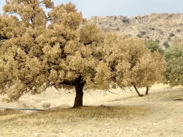 وزیری با کارت زرد مجلس، ‍ بلوط‌هایی که ایستاده مردند و درگیری ۱۰۰ درصدی با آفت در برخی از جنگل‌های بلوط، بیچاره بنر و سو!