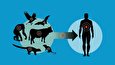 بیماری‌های نوپدید و بازپدید مشترک بین انسان و حیوان و ضرورت‌های تقویت الزامات بهداشتی در جامعه