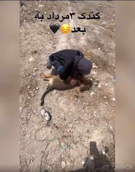 گزارشی از واقعیت کشتار سگ‌ها در گندک دماوند