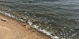 مرگ ماهیان دریاچه استحصال نمک بندرماهشهر ادامه دارد