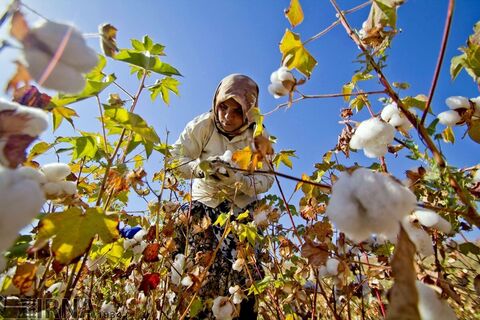 جای خالی پنبه در سرزمین طلای سفید