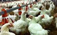 مرغداران شاکی از قیمت غیر کارشناسی مرغ و کاهش ۲۰ درصدی تولید مرغ در کشور