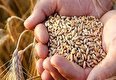 واردات یک میلیون و ۷۵۰ هزار تن گندم فقط از بندرامام به کشور از ابتدای سال تا الان