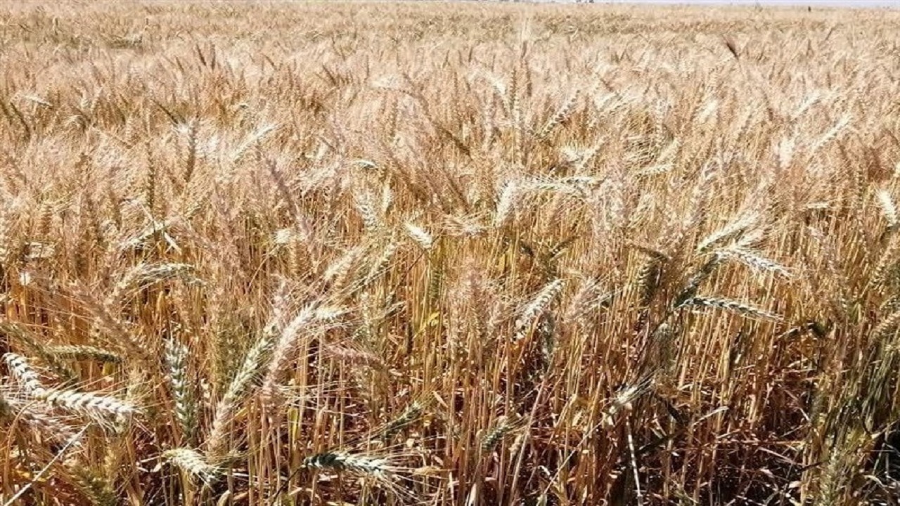 تولید گندم به ۱۲ میلیون و ۵۰۰ هزارتن می‌رسد