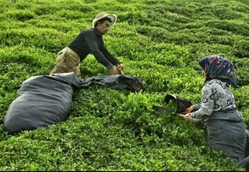 ادعای قابل تامل رئیس اتحادیه بنکداران: واردات چای در انحصار یک نفر؟!