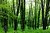 طرح مدیریت پایدار جنگل‌های هیرکانی تا ۵ سال آینده تکمیل می‌شود