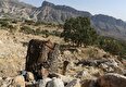 قطع ۶ هزار درخت برای ساخت جاده شیراز - بوشهر + وزارت راه ضمن پرداخت جریمه باید 60 هزار درخت احیا کند