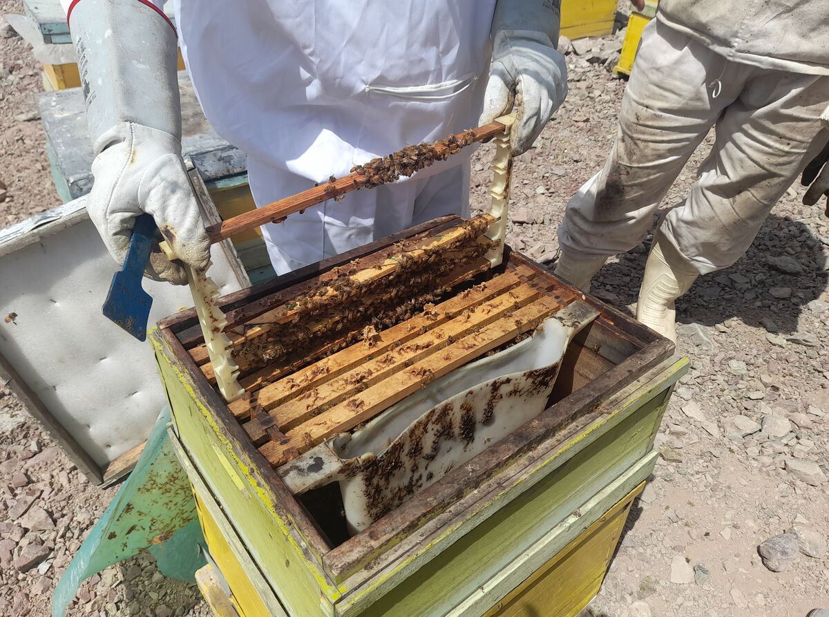 نیش هایی که از خارج و داخل به زنبوردار می زنند+ پاسخ جهاد کشاورزی به گلایه تولید کنندگان عسل