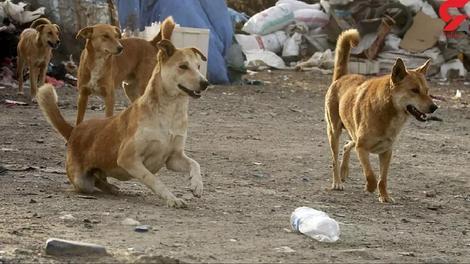 محکومیت شهرداری بندر امام به پرداخت ۱۳۲ میلیون تومان دیه در حق کودکی که سگ گازش گرفت