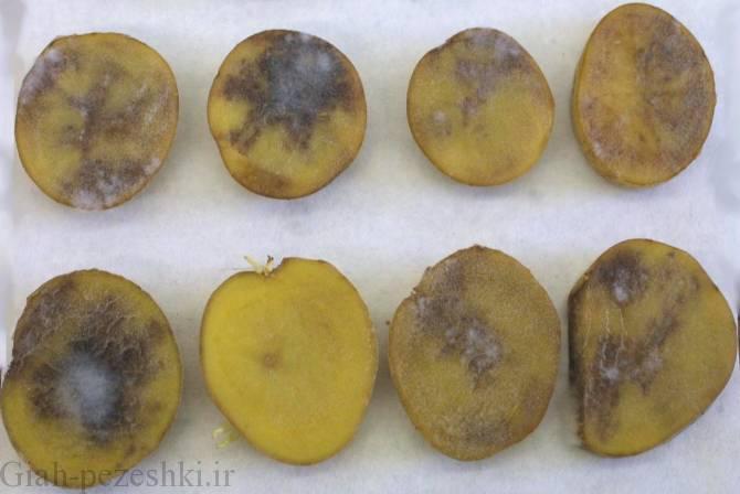 خبر «سفیدک دروغی» راست بود؛ خطر شیوع گسترده بیماری بحران زا تا ۱۰ روز آینده