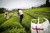 سواستفاده ۳ میلیارد دلاری، تعادل بازار چای را بر هم زد