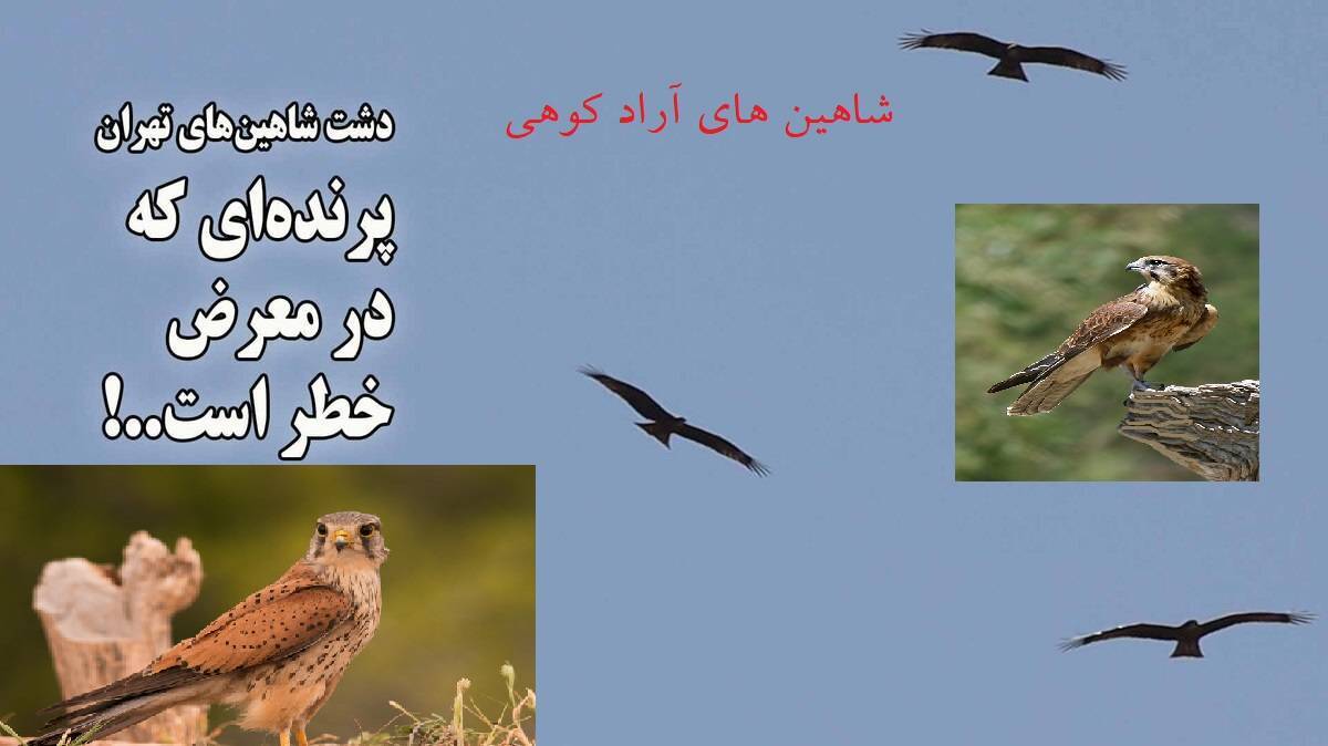 شکارچیانی در کمین شاهین و سازمان محیط زیست بی‌خبر از آرادکوه؛ بزرگترین کوه زباله در ایران