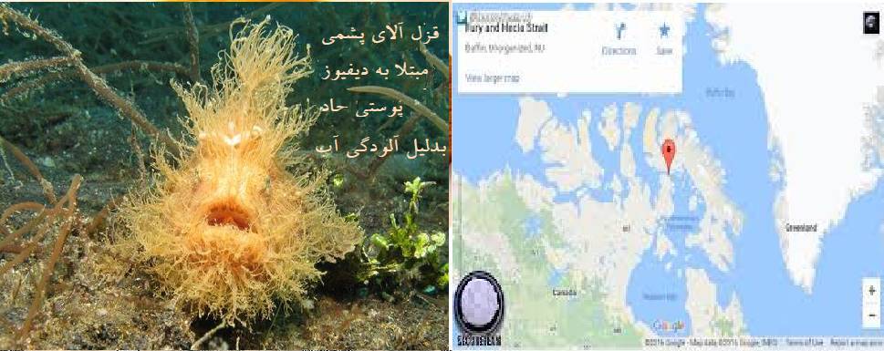 از ماهی قزل آلای پشمی یلونایف کانادایی چه می دانید؟
