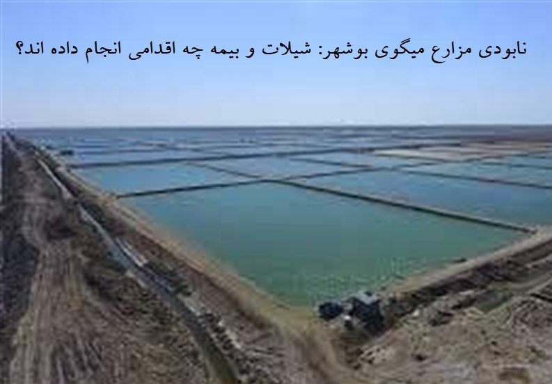 قطب پرورش میگوی ایران از قله تا دره؛ کاهش چشمگیر تولید در بوشهر + شیلات و بیمه چه می کنند؟