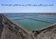 قطب پرورش میگوی ایران از قله تا دره؛ کاهش چشمگیر تولید در بوشهر + شیلات و بیمه چه می کنند؟