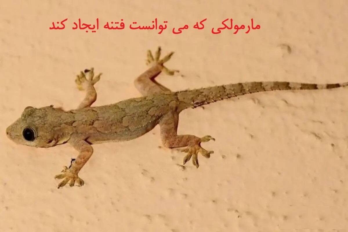 درسی از شیوه مدیریت اعتراضات دانشجویان دانشگاه علوم پزشکی کاشان در ماجرای مارمولک پیدا شده در ظرف غذا