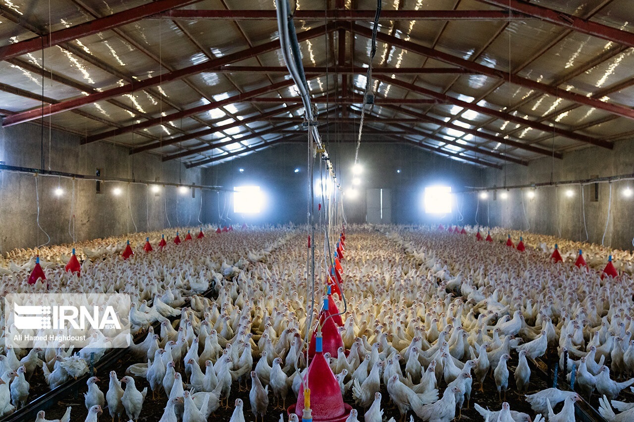 طرح تامین اعتبار مرغداران و دامداران برای خرید نهاده از سامانه بازارگاه در قالب صدور ضمانتنامه و کیف پول «نوی پو»