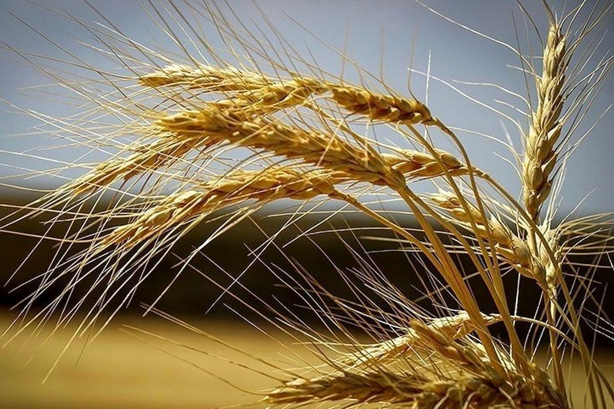 نابودی گندم خوزستان بر اثر سیل و بارش صحت ندارد