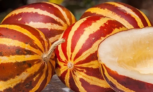 تفاوت گرمک، سمسوری، طالبی و ملون