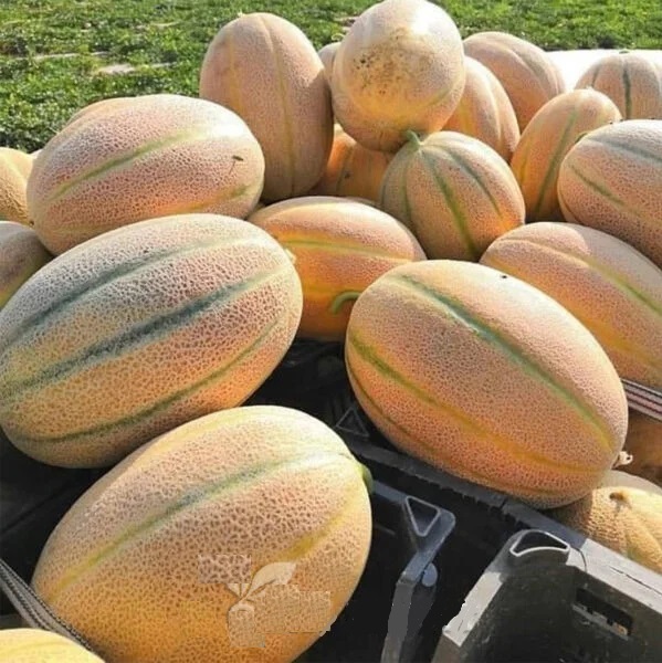 تفاوت گرمک، سمسوری، طالبی و ملون