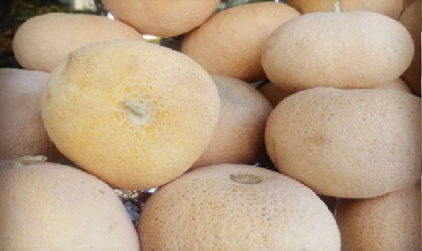 تفاوت گرمک، سمسوری، طالبی و ملون
