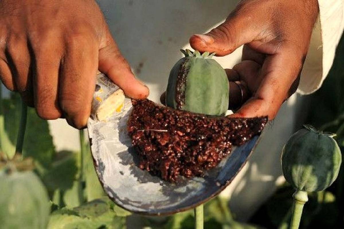 رفع نیاز صنایع دارویی کشور به ۸۰۰ تن تریاک در سال و ضرورت تخصیص ۳۲هزار هکتار سطح زیر کشت کنترل شده به این محصول