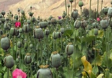 شرایط کاشت قانونی خشخاش در کشور اعلام شد + اعلام مجازات کشت غیرقانونی خشخاش