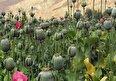 شرایط کاشت قانونی خشخاش در کشور اعلام شد + اعلام مجازات کشت غیرقانونی خشخاش