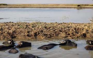 چه‌ کسانی باران را در ایران به قتل رساندند؟ قاتلان هنوز در بین ما هستند