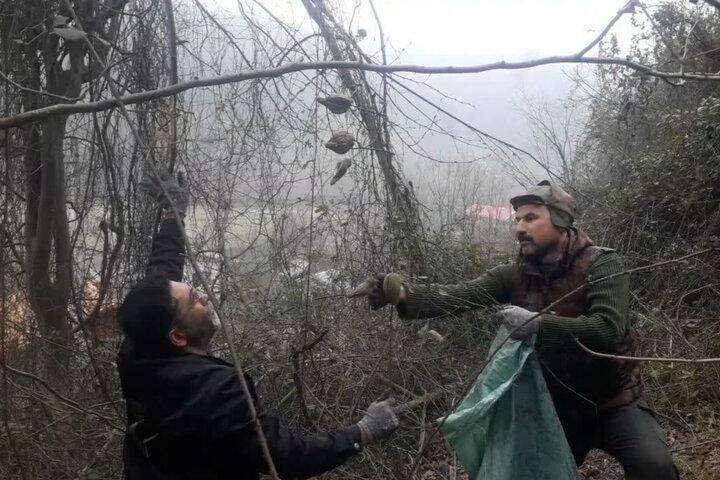 گیاه مهاجم آروجیا، تهدیدی بر محیط زیست گیلان