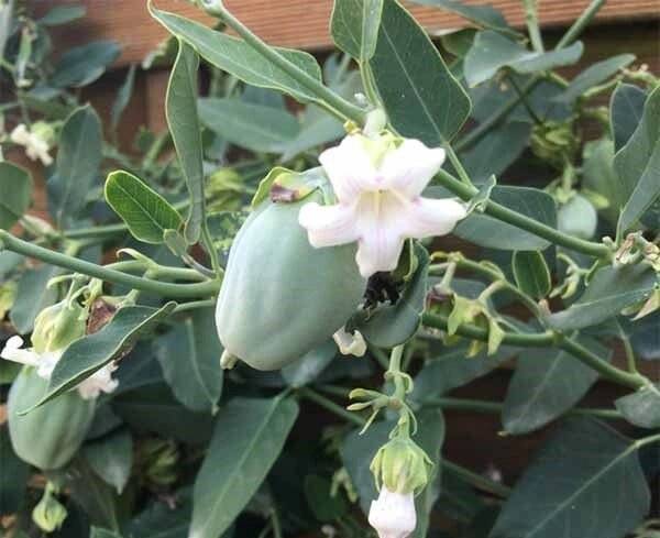 گیاه مهاجم آروجیا، تهدیدی بر محیط زیست گیلان گیاه مهاجم آروجیا، تهدیدی بر محیط زیست گیلان