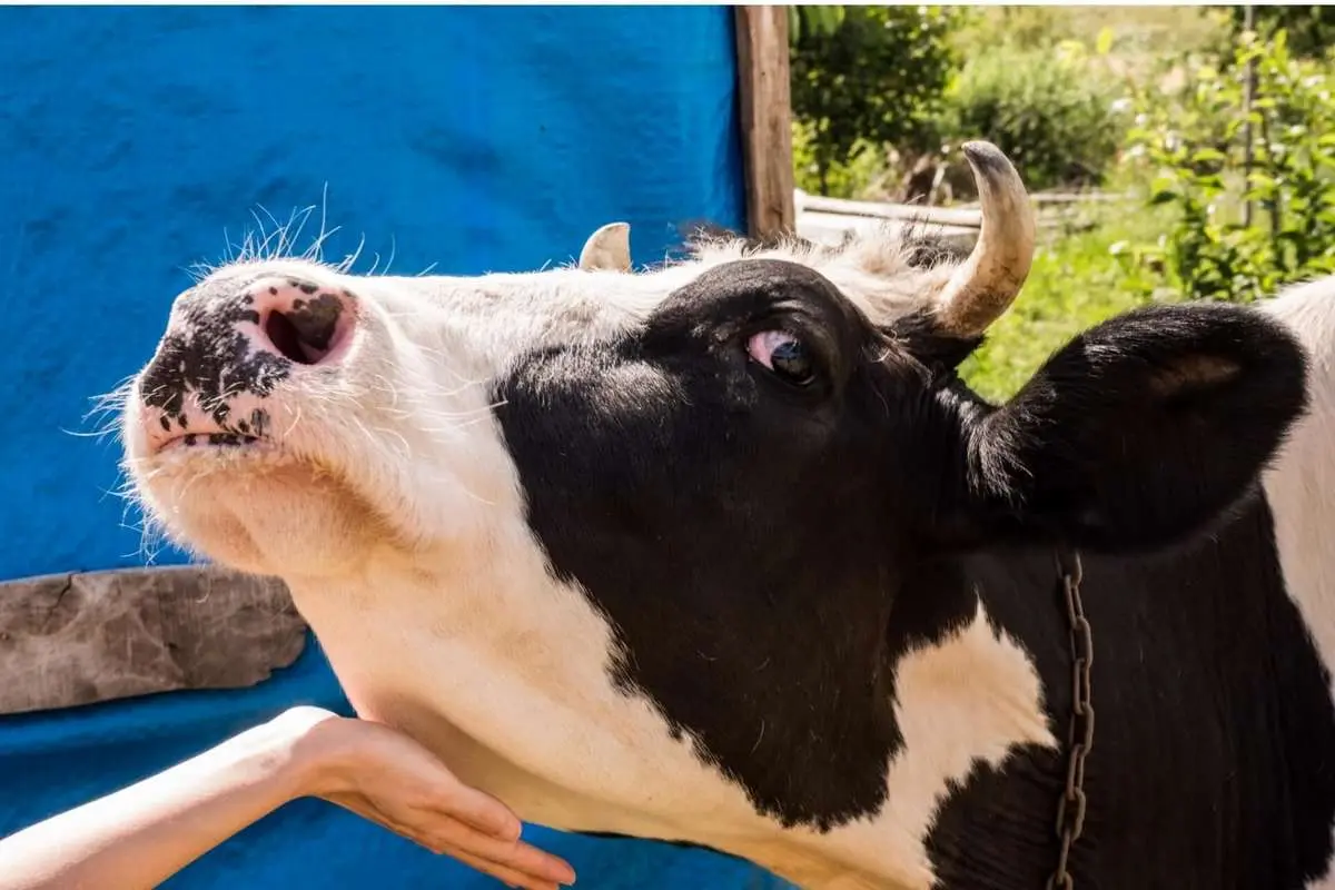 اقدام برای واردات ۲ میلیون دُز واکسن تب برفکی : نوشدارو بعد از مرگ سلامت گله های دامی کشور + نتیجه بررسی های سازمان بازرسی کل کشور به کجا رسید؟ اقدام برای واردات ۲ میلیون دُز واکسن تب برفکی : نوشدارو بعد از مرگ سلامت گله های دامی کشور + نتیجه بررسی های سازمان بازرسی کل کشور به کجا رسید؟