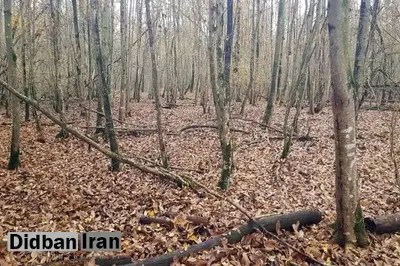 پاس گل کمیسیون شوراهای مجلس به مافیای چوب و خوشحالی شان از مقصر جلوه دادن «درختان شکسته و افتاده + خطای گزارش مجلس درباره آتشسوزی جنگل الیت، از کجا نشأت میگیرد؟ پاس گل کمیسیون شوراهای مجلس به مافیای چوب و خوشحالی شان از مقصر جلوه دادن «درختان شکسته و افتاده + خطای گزارش مجلس درباره آتشسوزی جنگل الیت، از کجا نشأت میگیرد؟