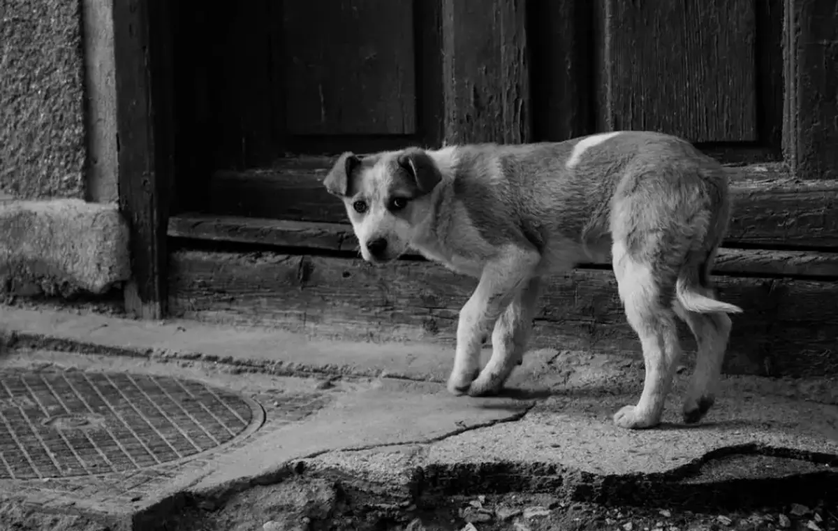 معضل «سگ‌های رها» در سایر کشورها چگونه مدیریت شده؟