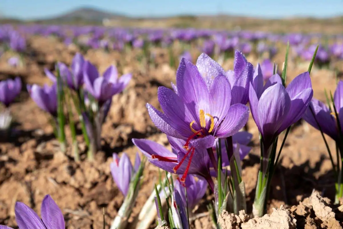 ۹۰ درصد زعفران جهان در ایران کشت می‌شود : چرا سهم ایران از تجارت بین المللی این محصول بشکل فاجعه باری پایین است؟ + زعفران سنواتی در انبار تعاون روستایی چه می کند؟