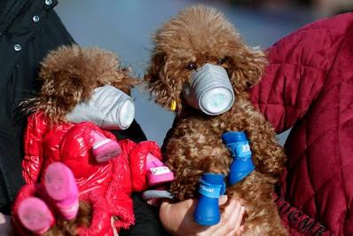 سگ های ماسک پوش در چین